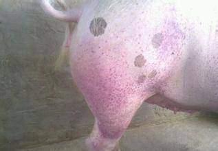 血液淤堵可以吃猪瓜吗,缓解血液淤堵困扰