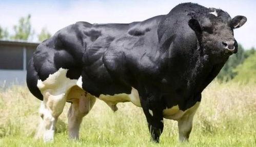 老黄牛吃瓜,揭秘农村生活的酸甜苦辣