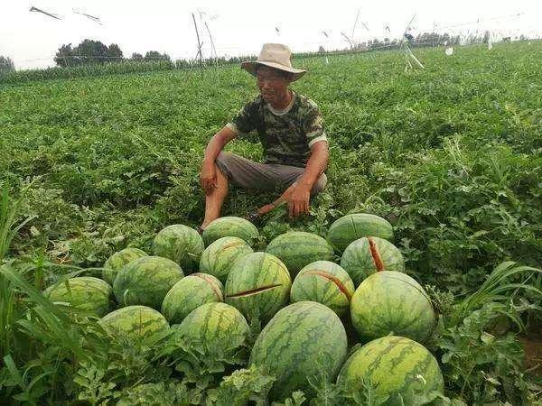 下午吃烂瓜段子,一场烂瓜引发的欢乐段子