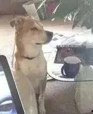 狗敢不敢吃瓜,揭秘狗狗的“吃瓜”之谜