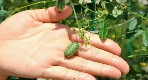 野外摘瓜吃,大自然的馈赠与野趣体验