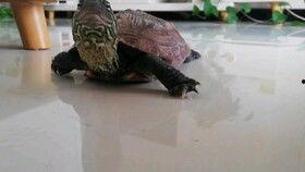 龟圈吃瓜,揭秘吃瓜背后的精彩故事