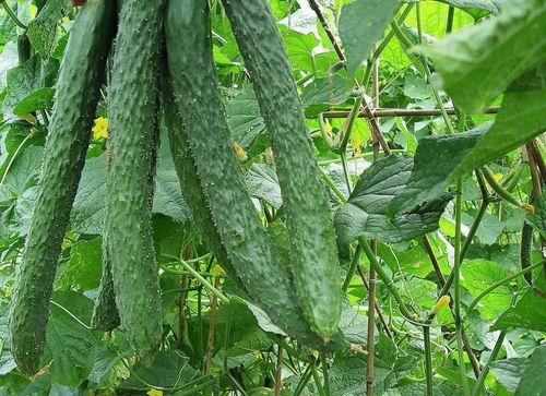 骨折吃梨瓜,天然食疗新选择