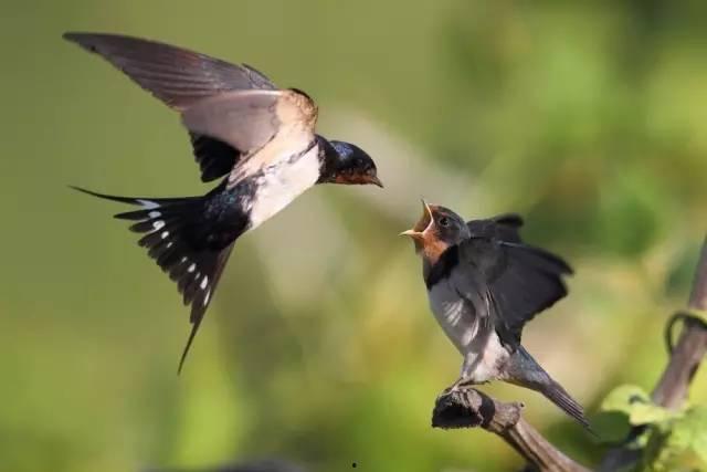 吃瓜合集老燕子,揭秘老燕子背后的故事与真相