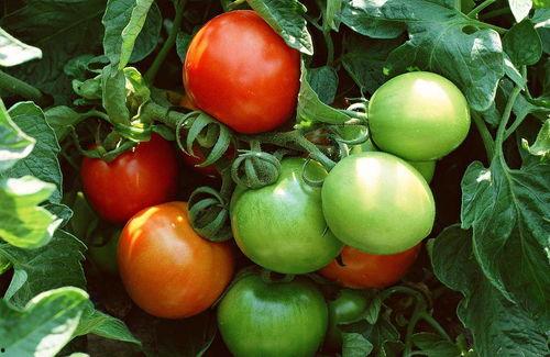 番茄畅听吃瓜豪门,揭秘吃瓜豪门背后的故事