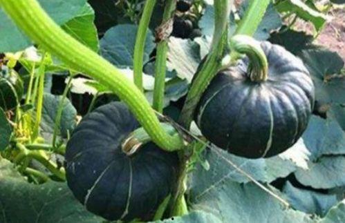 吃小瓜鼻出血,鼻血频发背后的健康警示