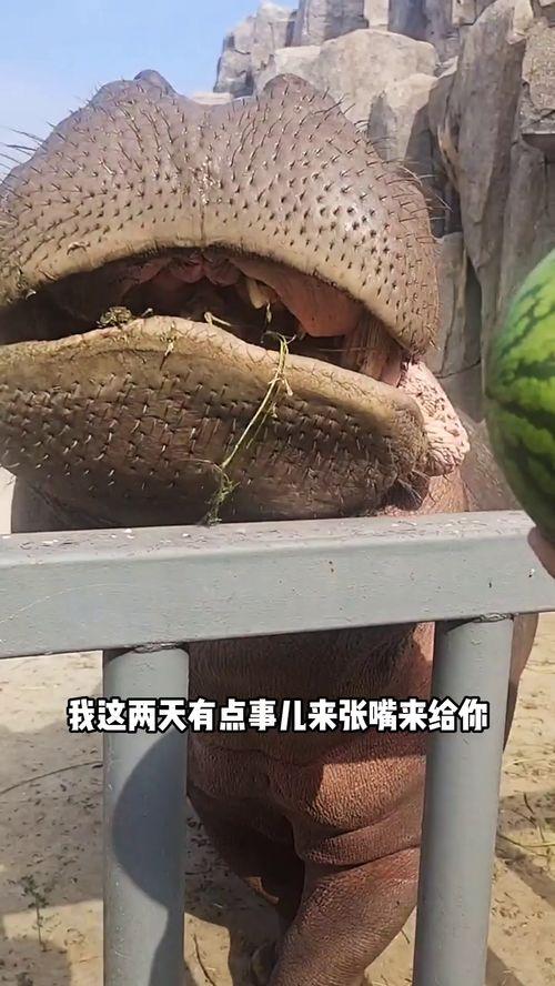 河马吃瓜配音,趣味配音大揭秘