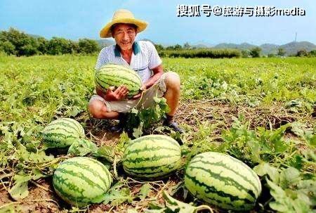 瓜农不敢吃瓜,揭秘背后的食品安全隐忧