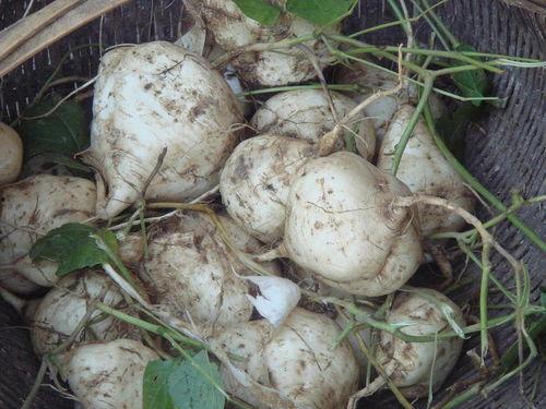 吃生土瓜给好,探寻古老食俗中的神秘滋味