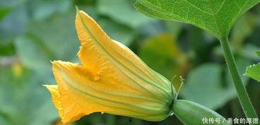 怎么吃方瓜花,解锁家常美味新境界