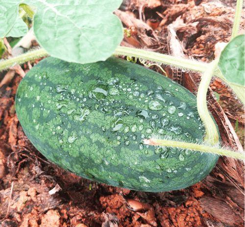 莆田吃的藤瓜叫什么瓜,藤瓜的别样称呼揭秘