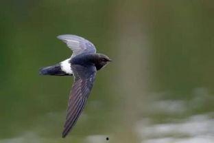 燕子吃瓜的视频,一场欢乐的空中美食盛宴