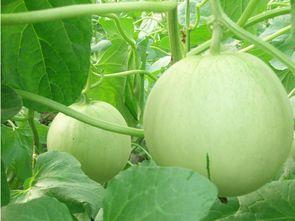 吃树瓜有哪些功效,揭秘天然绿色食品的神奇功效