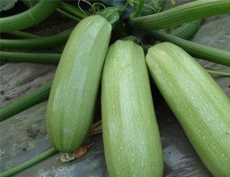 吃木薯瓜有什么好处,营养丰富的健康佳品，益处多多