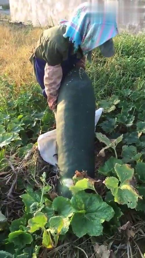 吃瓜摸鱼吃不完,尽享悠闲时光